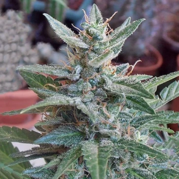 Насіння конопель Auto White Widow Feminised